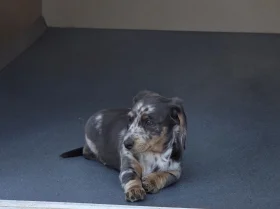 Dachshund (Smooth Haired)