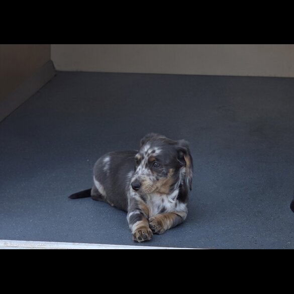 Dachshund (Smooth Haired)