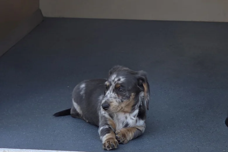 Dachshund (Smooth Haired)