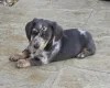 Dachshund (Smooth Haired)