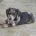 Dachshund (Smooth Haired)