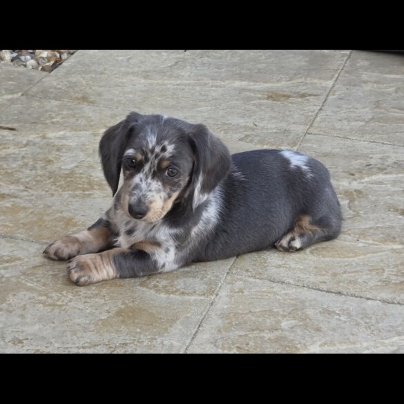 Dachshund (Smooth Haired)