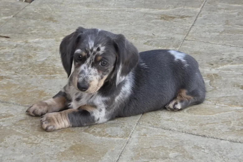 Dachshund (Smooth Haired)