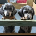 Dachshund (Smooth Haired)