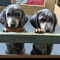 Dachshund (Smooth Haired)
