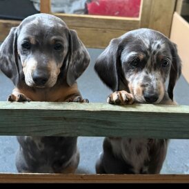 Dachshund (Smooth Haired)