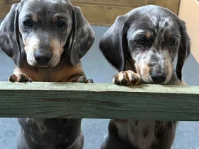 Dachshund (Smooth Haired)