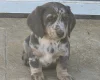 Dachshund (Smooth Haired)