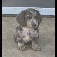 Dachshund (Smooth Haired)