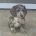 Dachshund (Smooth Haired)