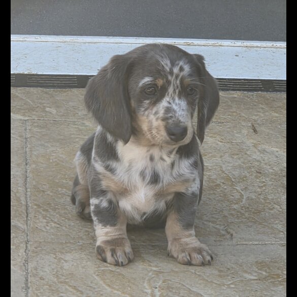 Dachshund (Smooth Haired)