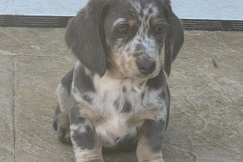 Dachshund (Smooth Haired)