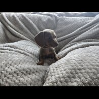 Dachshund (Miniature Smooth Haired)