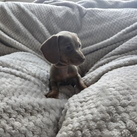 Dachshund (Miniature Smooth Haired)