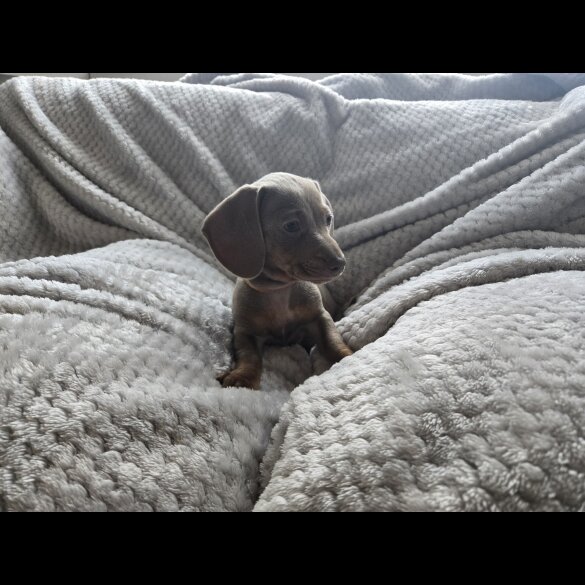 Dachshund (Miniature Smooth Haired)