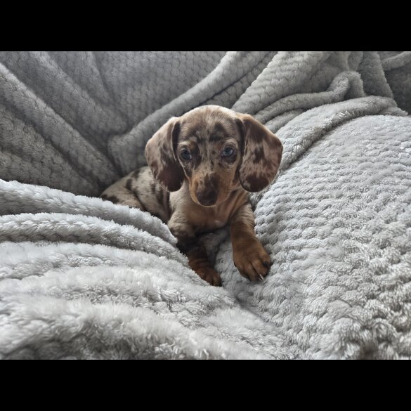 Dachshund (Miniature Smooth Haired)