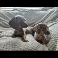 Dachshund (Miniature Smooth Haired)