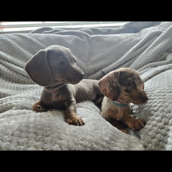 Dachshund (Miniature Smooth Haired)