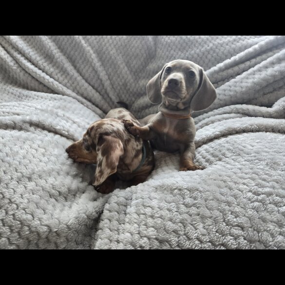 Dachshund (Miniature Smooth Haired)