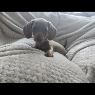 Dachshund (Miniature Smooth Haired)