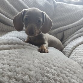 Dachshund (Miniature Smooth Haired)