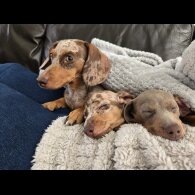 Dachshund (Miniature Smooth Haired)