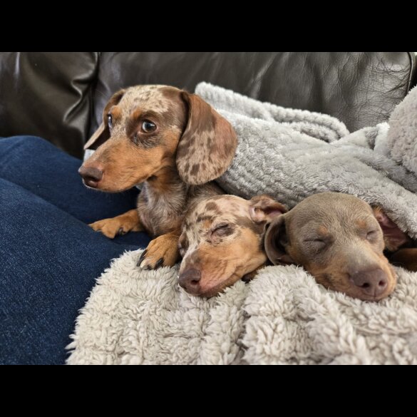 Dachshund (Miniature Smooth Haired)