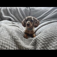 Dachshund (Miniature Smooth Haired)