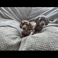 Dachshund (Miniature Smooth Haired)