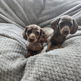 Dachshund (Miniature Smooth Haired)