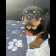 Rottweiler