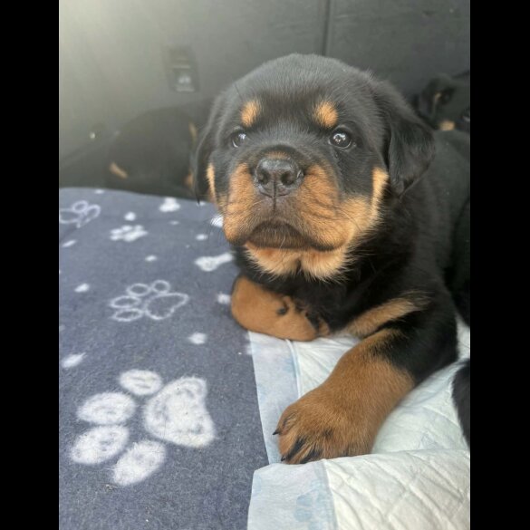 Rottweiler