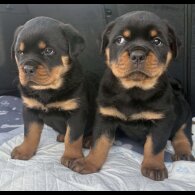 Rottweiler