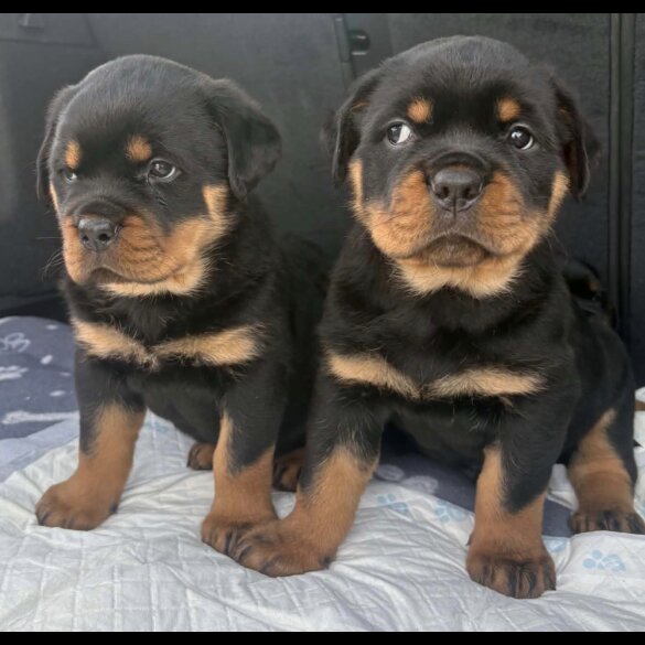 Rottweiler