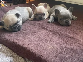 French Bulldog