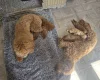 Cockapoo