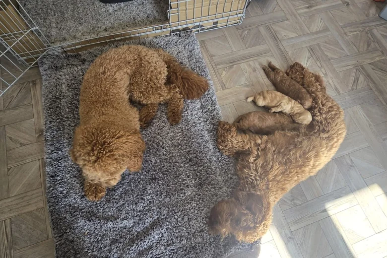 Cockapoo