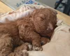 Cockapoo