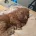 Cockapoo