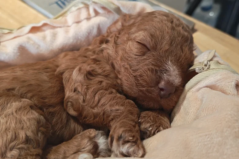 Cockapoo