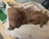 Cockapoo