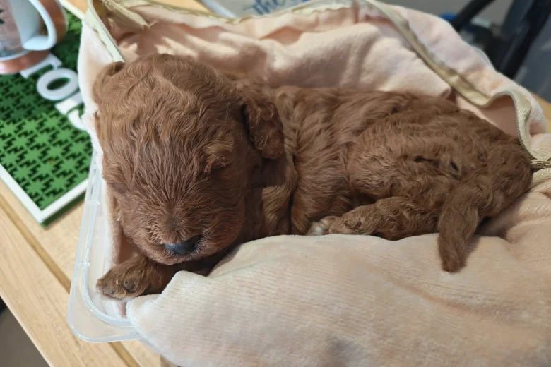 Cockapoo