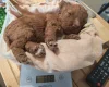 Cockapoo
