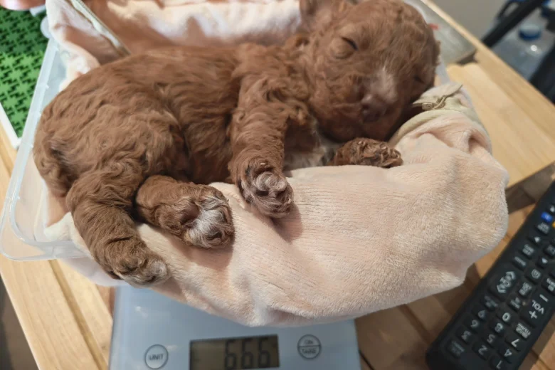 Cockapoo