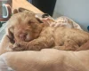 Cockapoo