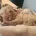 Cockapoo
