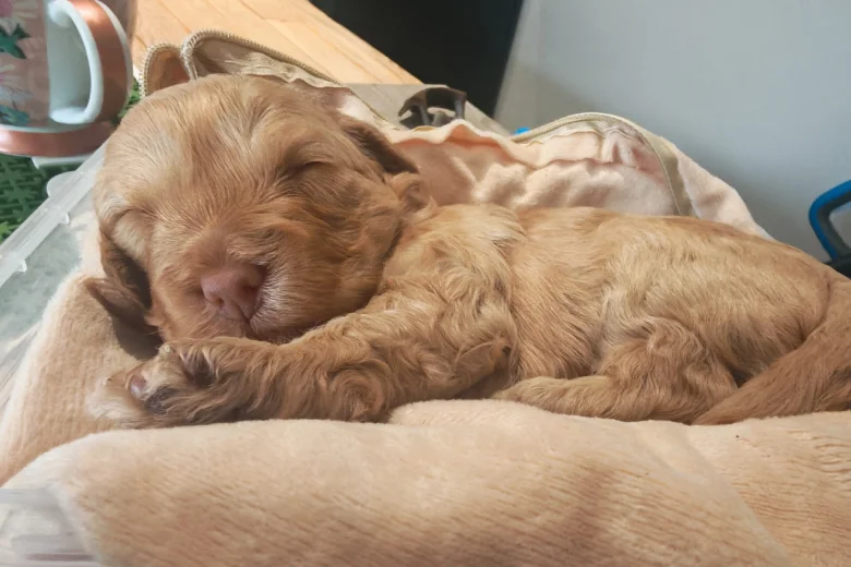 Cockapoo