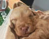 Cockapoo