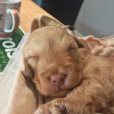 Cockapoo