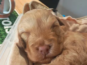 Cockapoo